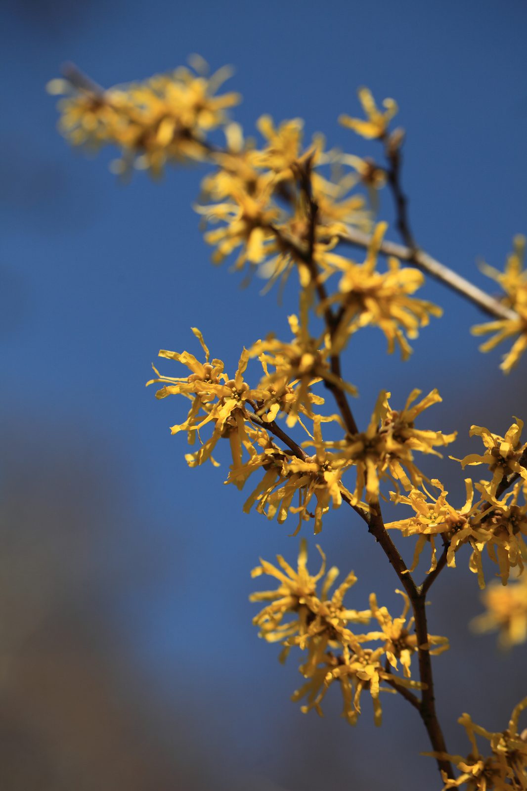Japanese Witch Hazel (Hamamelis japonica) plant