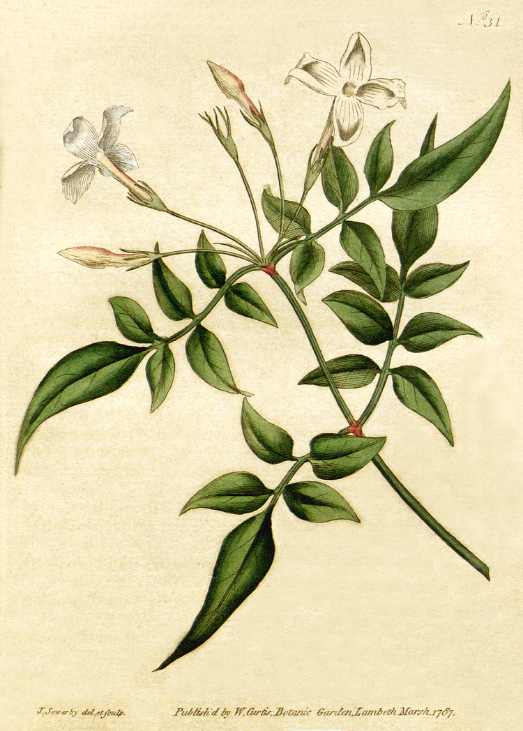 Jasmine (Jasminum officinale) plant