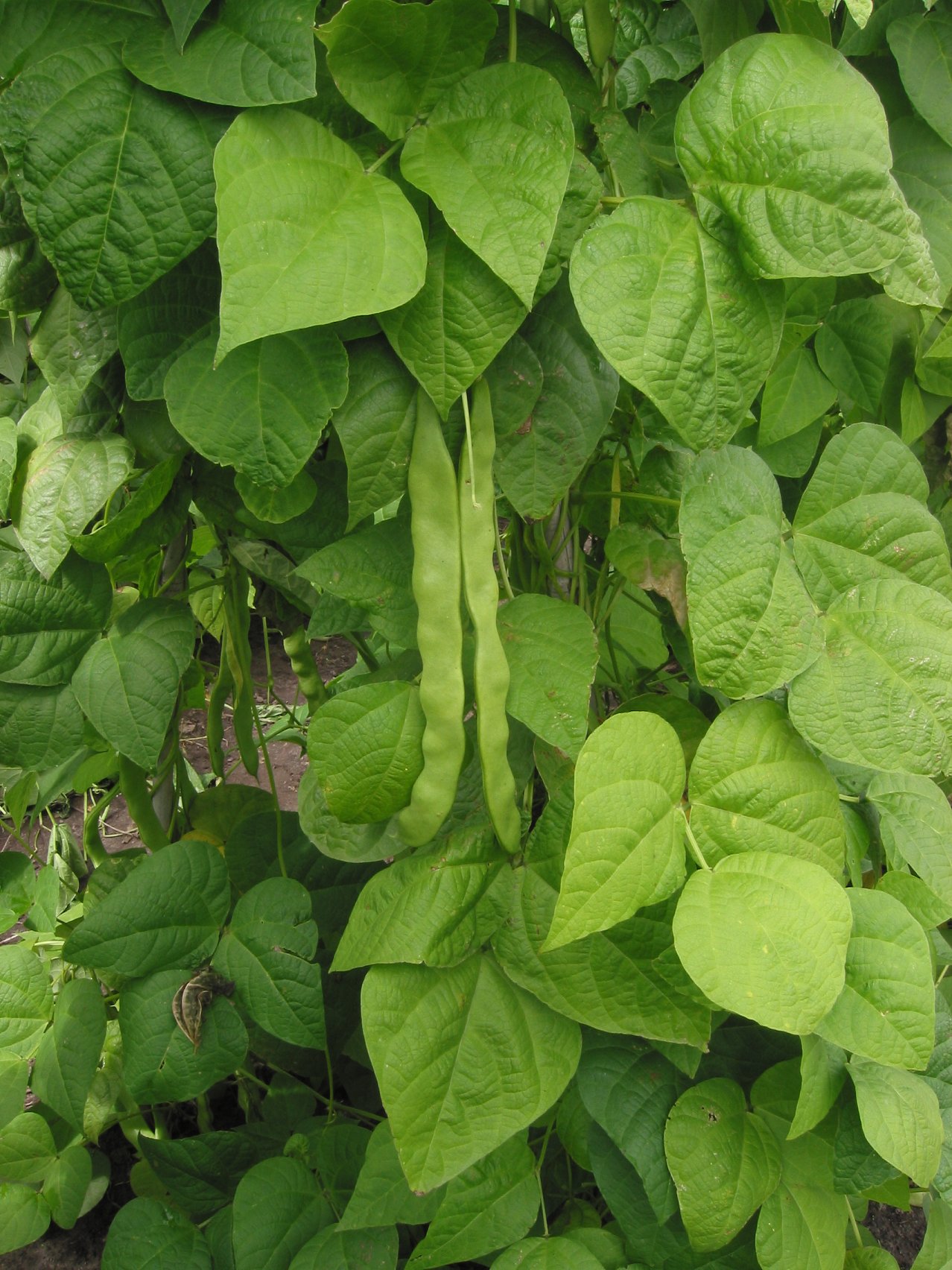 Java Bean (Phaseolus vulgaris 'Java') plant