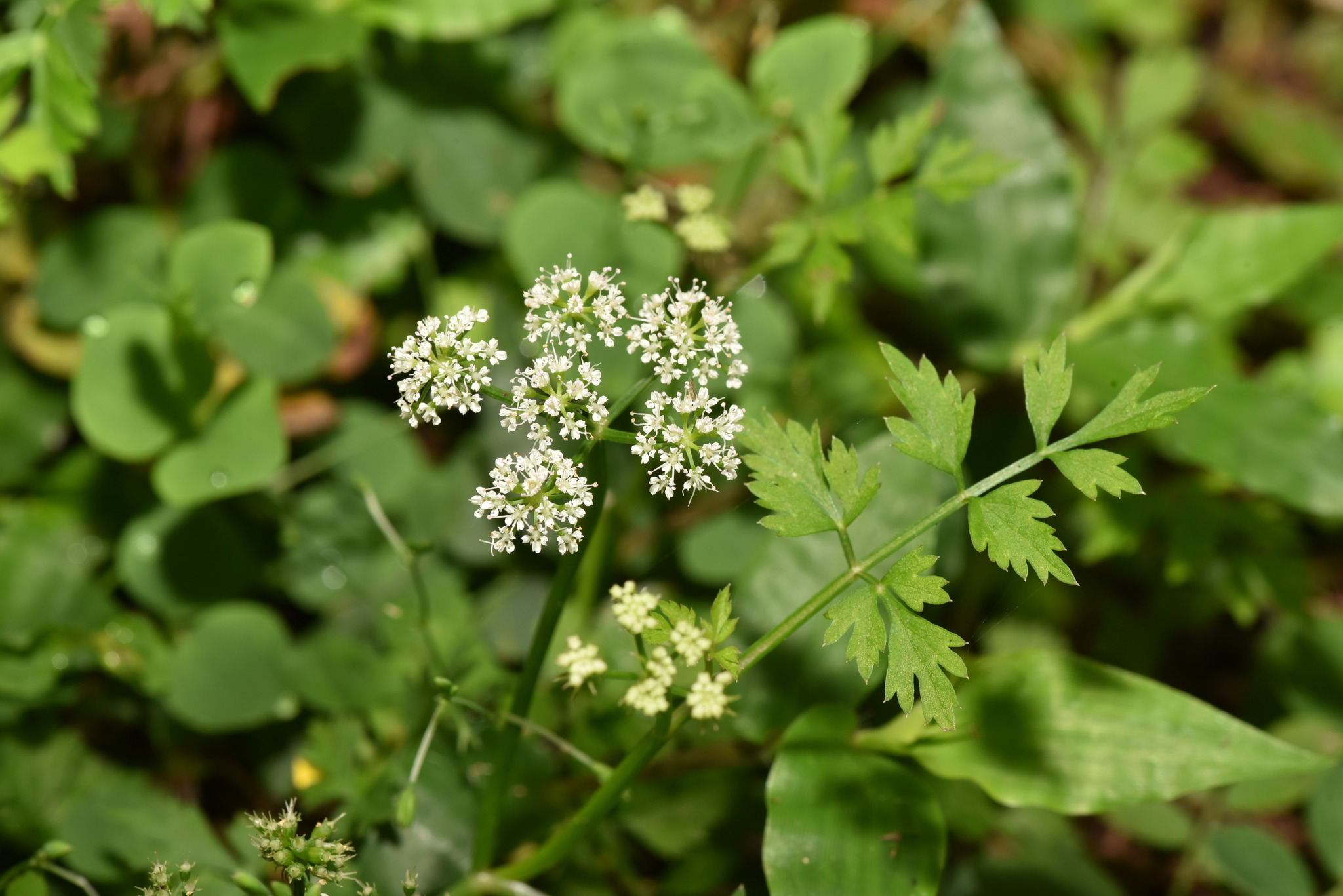 Java Waterdropwort (Oenanthe javanica) plant