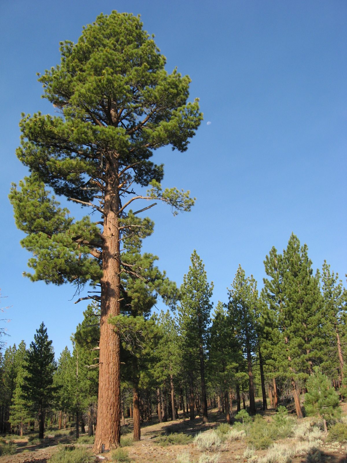 Jeffrey's Pine (Pinus jeffreyi) plant