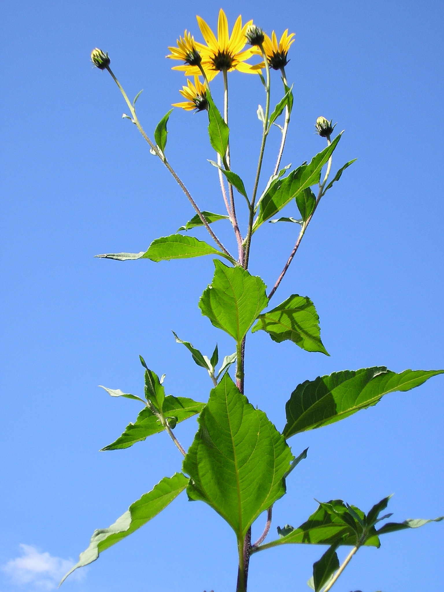 Jerusalem Artichoke (Helianthus tuberosus) plant