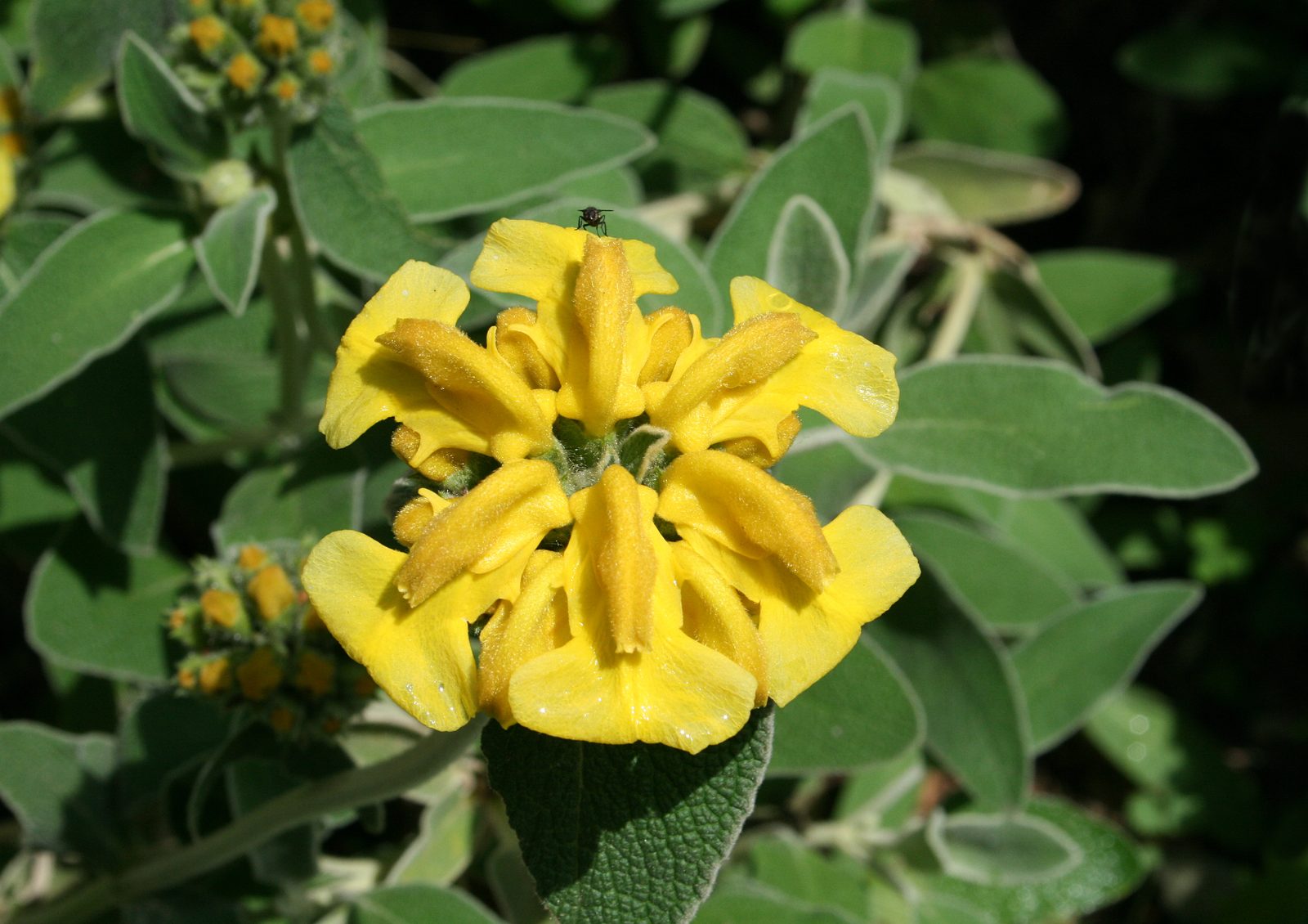 Jerusalem Sage (Phlomis fruticosa) plant