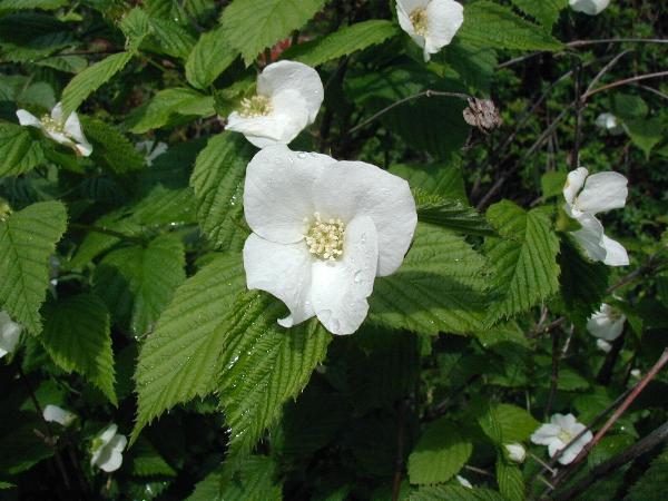 Jet Bead (Rhodotypos scandens) plant