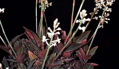 Jewel Orchid (Ludisia discolor) plant — close-up photo