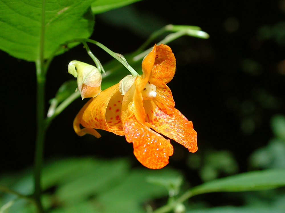 Jewelweed (Impatiens capensis) plant