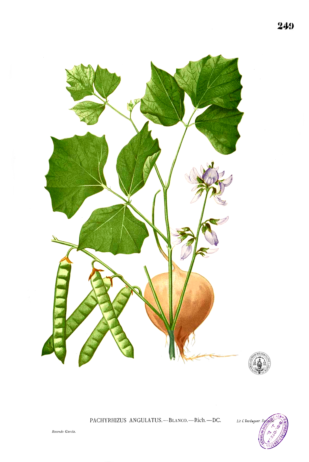 Jicama (Pachyrhizus erosus) plant