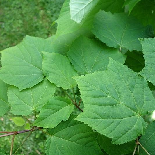 Joe Witt Snakebark Maple (Acer tegmentosum 'Joe Witt') plant — close-up photo