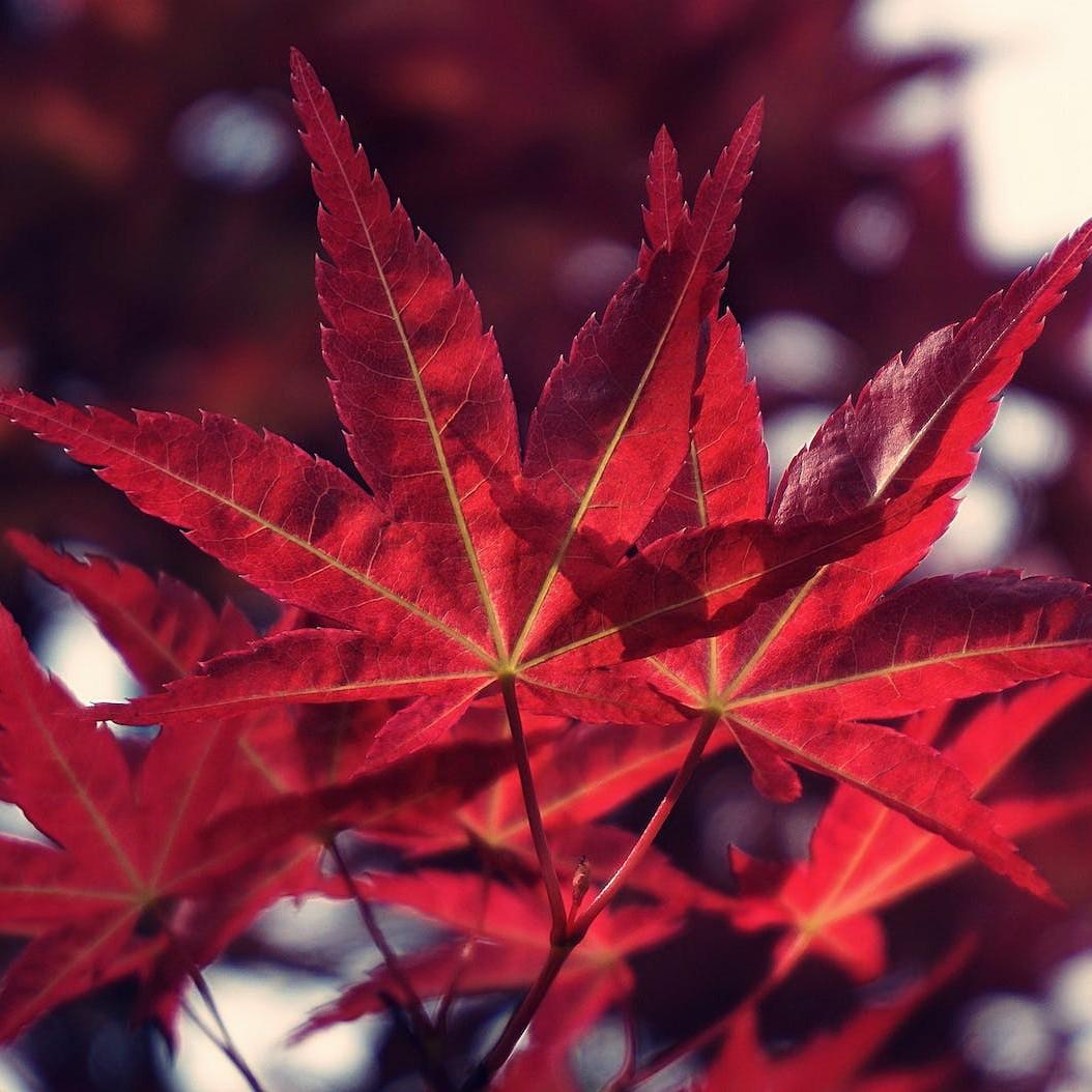 Johin Japanese Maple (Acer 'Johin') plant — close-up photo
