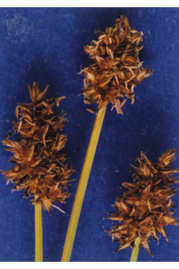Jones Sedge (Carex jonesii) plant