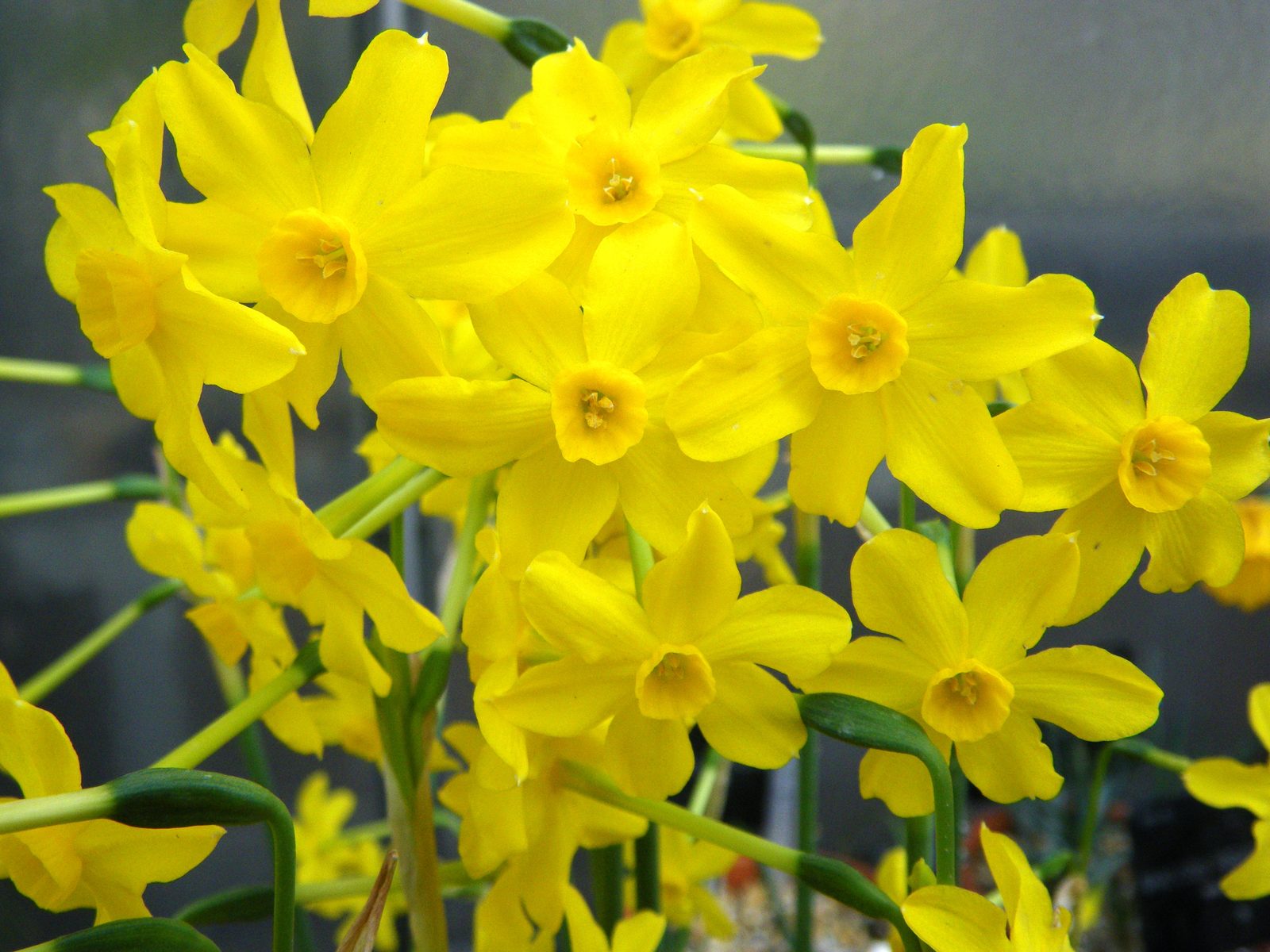 Jonquilla Daffodil (Narcissus jonquilla) plant