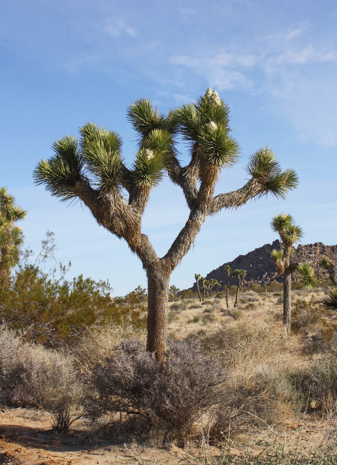 Joshua Tree (Yucca brevifolia) plant