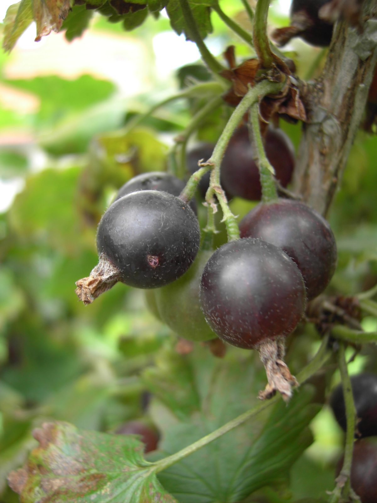 Jostaberry (Ribes × nidigrolaria) plant
