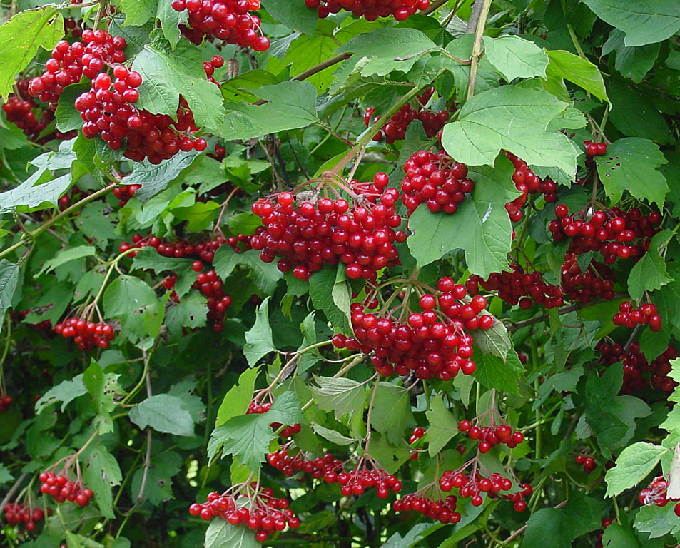 Judd Viburnum (Viburnum × juddii) plant