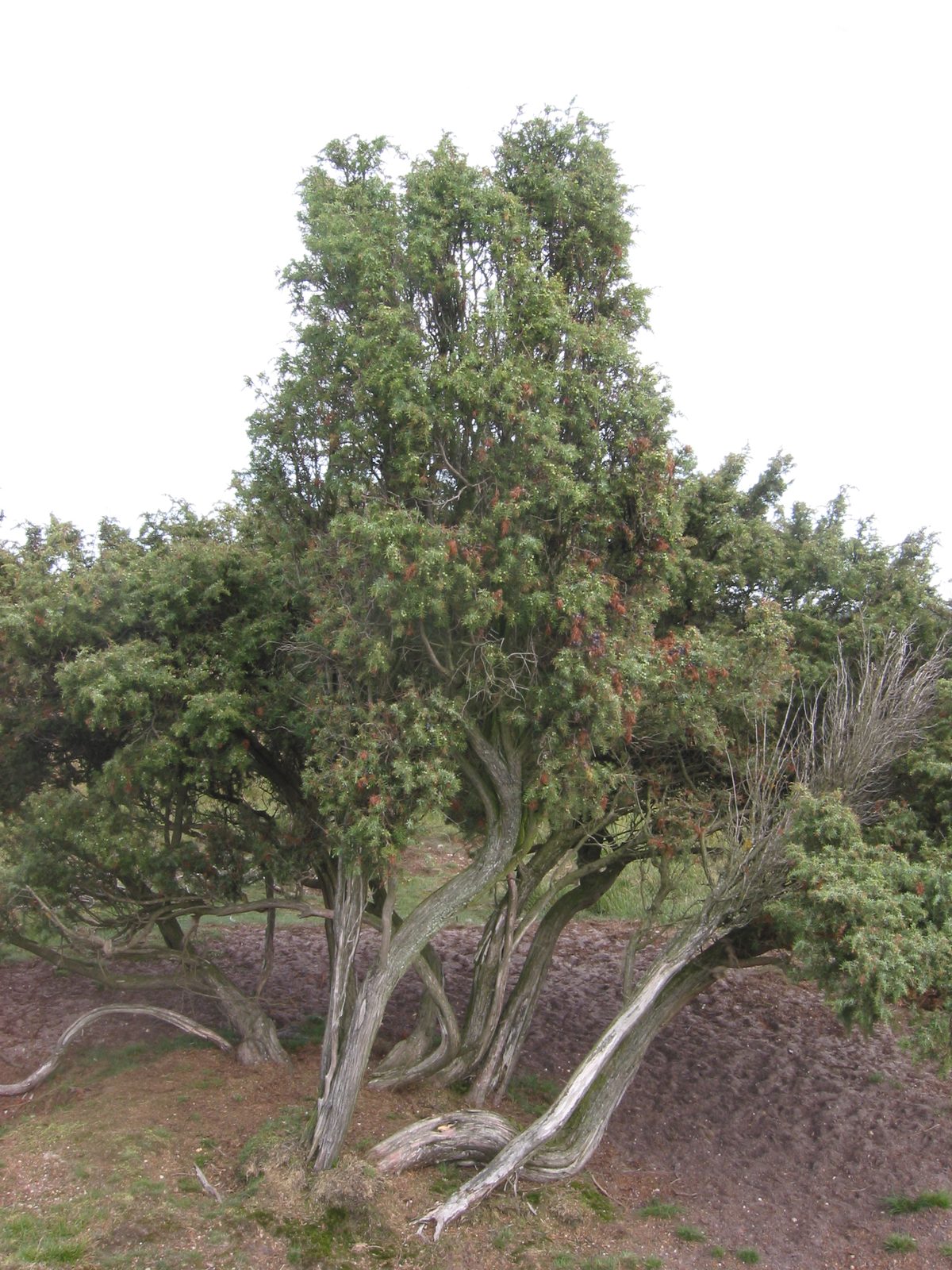 Juniper (Juniperus communis) plant