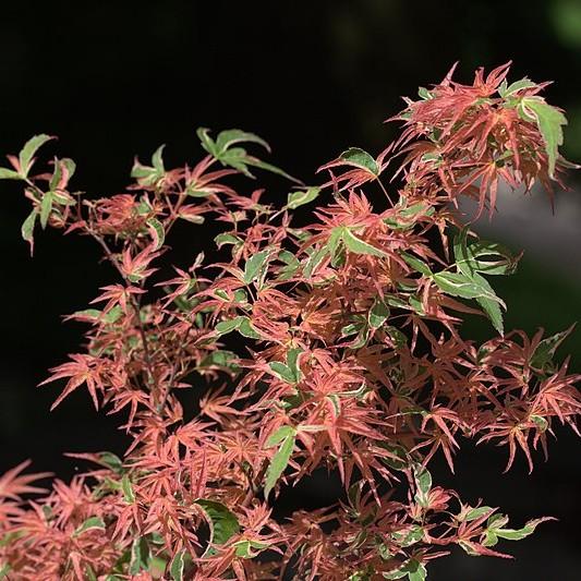 Kagiri Nishiki Japanese Maple (Acer palmatum 'Kagiri Nishiki') plant — close-up photo