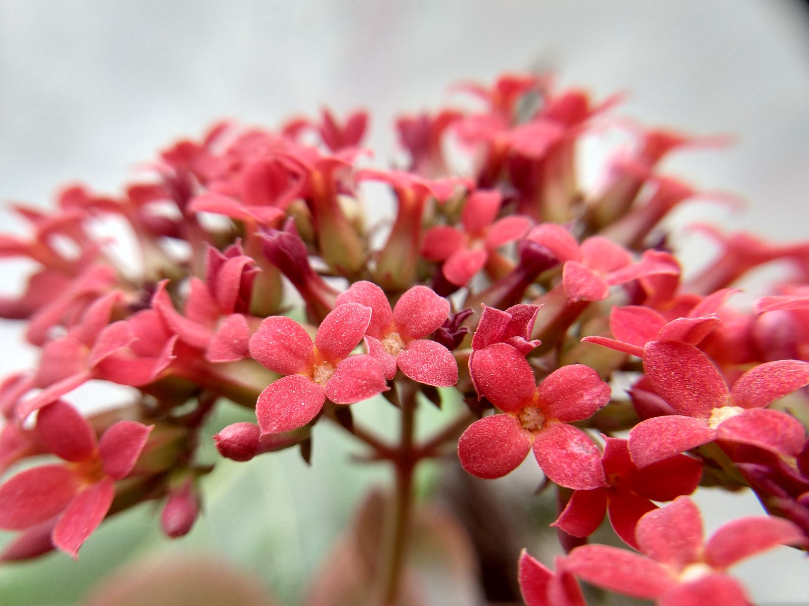 Kalanchoe (Kalanchoe blossfeldiana) plant