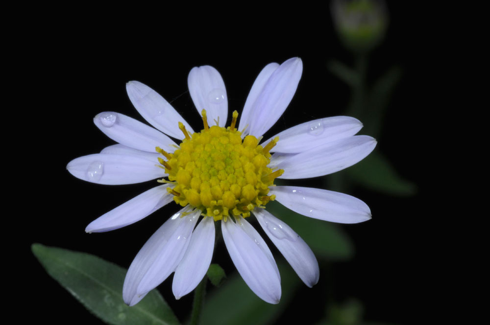 Kalimeris (Kalimeris indica) plant