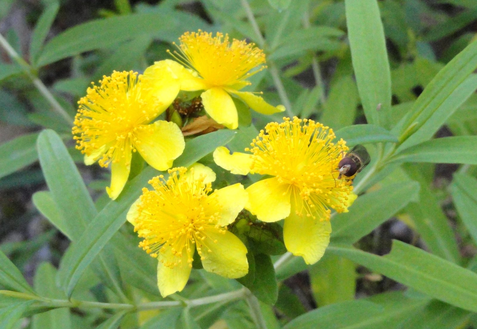 Kalm's St. John's Wort (Hypericum kalmianum) plant
