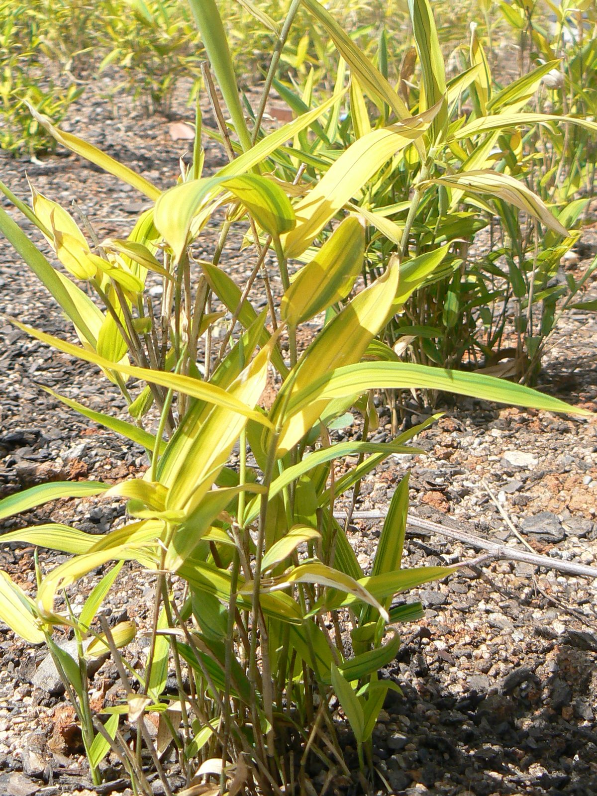 Kamuro Zasa (Pleioblastus viridistriatus 'Kamuro Zasa') plant — close-up photo