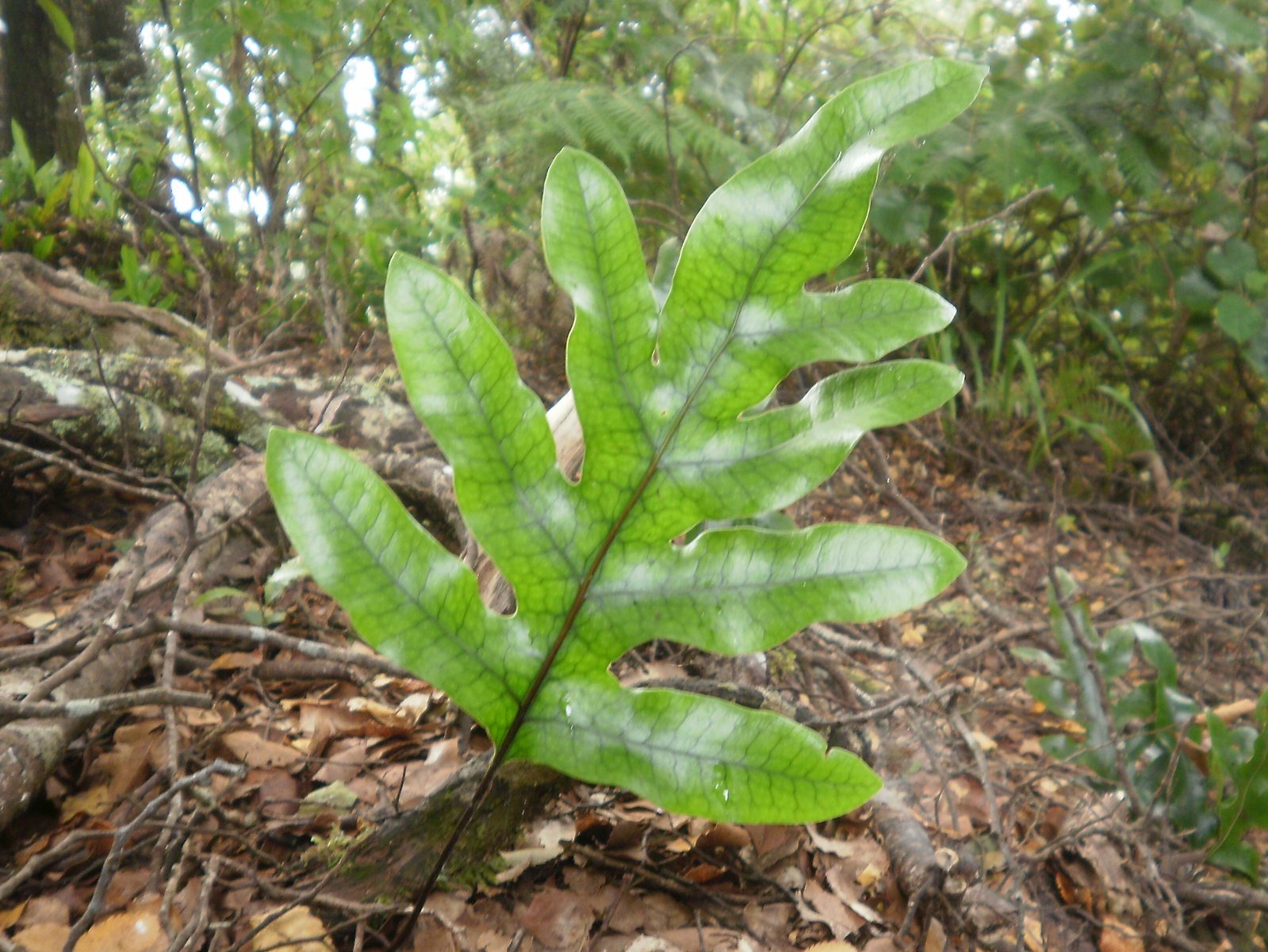 Kangaroo Fern (Microsorum pustulatum) plant