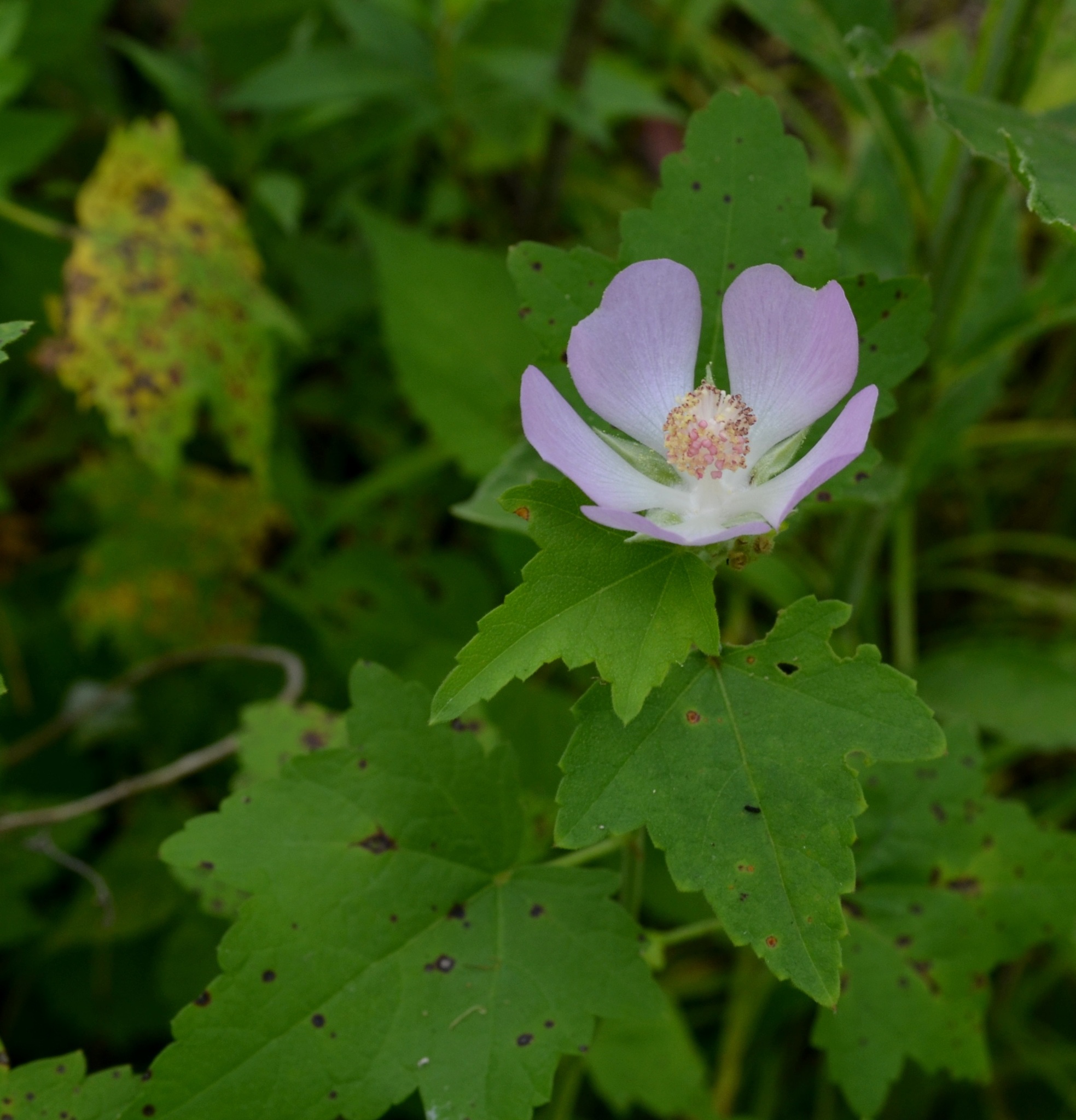 Kankakee Mallow (Iliamna remota) plant