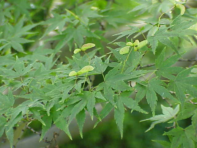 Karasu Gawa Japanese Maple* (Acer palmatum 'Karasu Gawa') plant — close-up photo