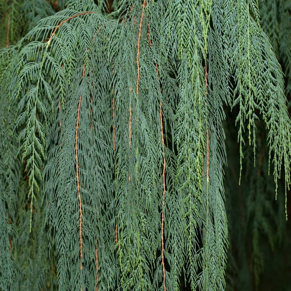 Kashmir cypress (Cupressus cashmeriana) plant — close-up photo