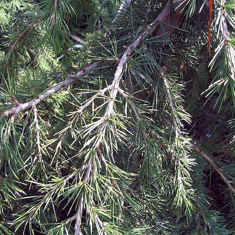 Kashmir Deodar Cedar (Cedrus deodara 'Kashmir') plant — close-up photo