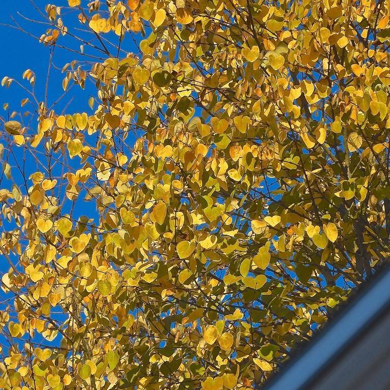 katsura tree (Cercidiphyllum japonicum 'Heronswood Globe') plant — close-up photo