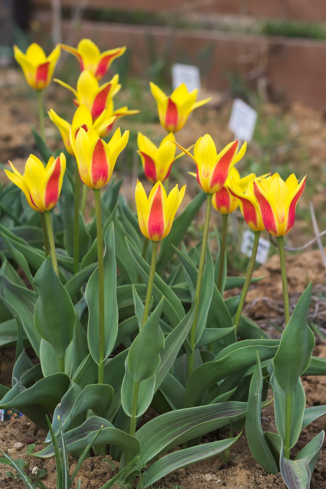 Kaufmanniana Tulip (Tulipa kaufmanniana) plant