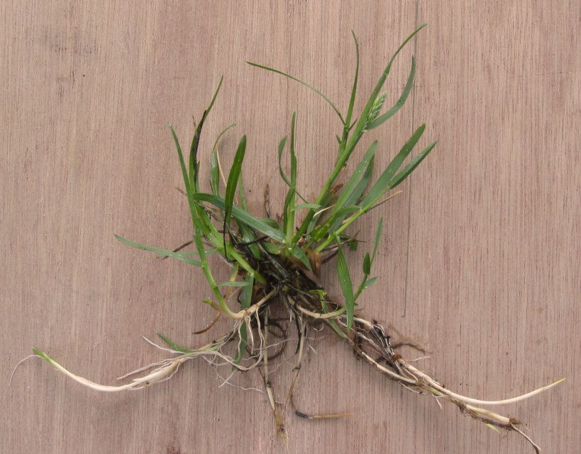 Kentucky Bluegrass (Poa pratensis) plant