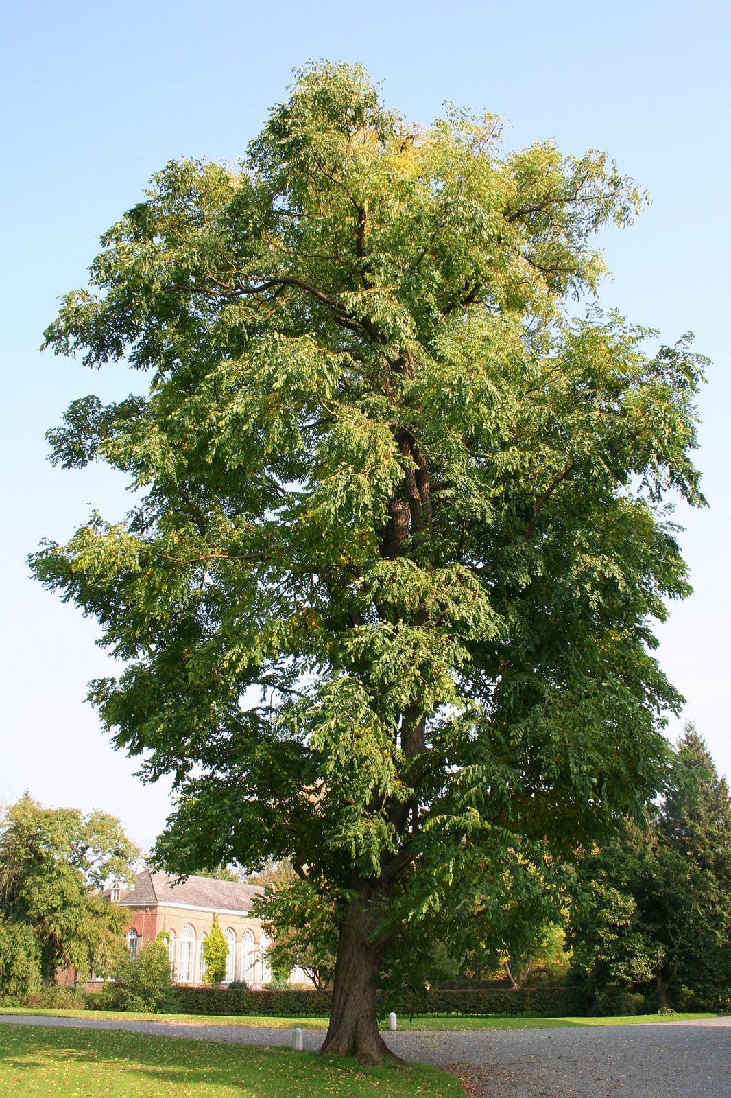Kentucky Coffee Tree (Gymnocladus dioicus) plant