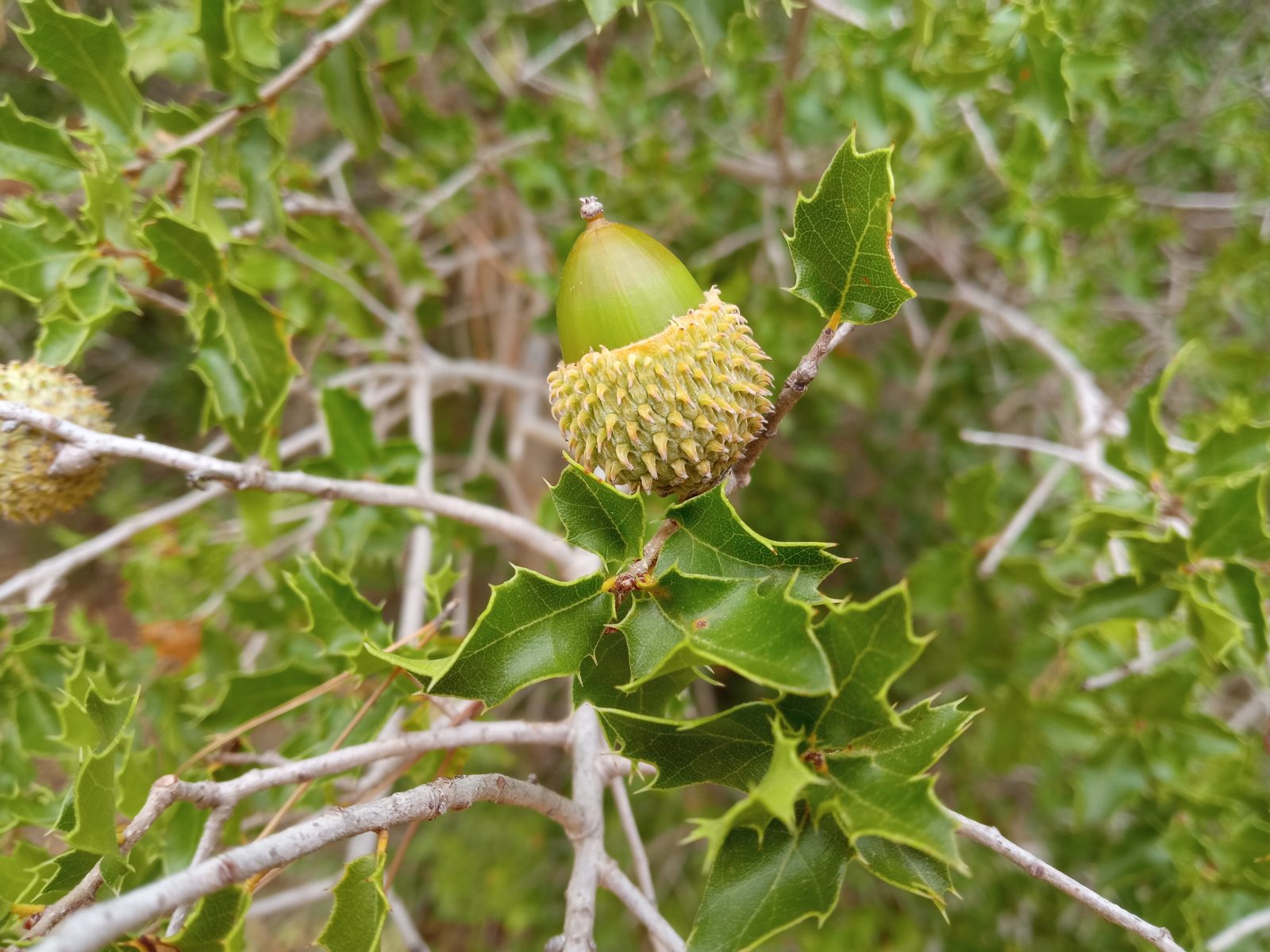 Kermes Oak (Quercus coccifera) plant
