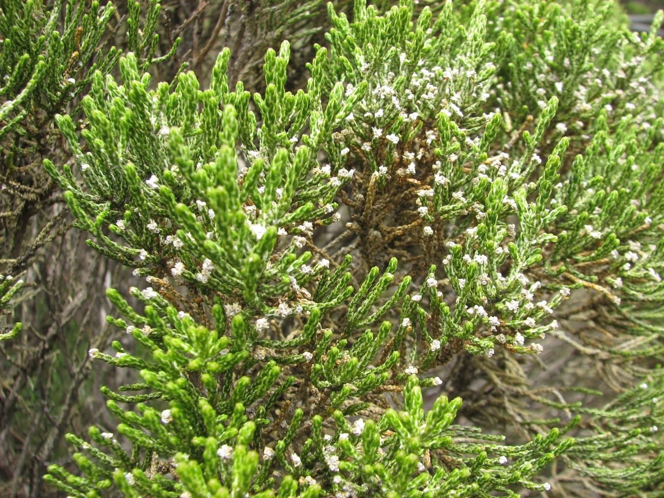 Kerosene Bush (Ozothamnus cupressoides) plant