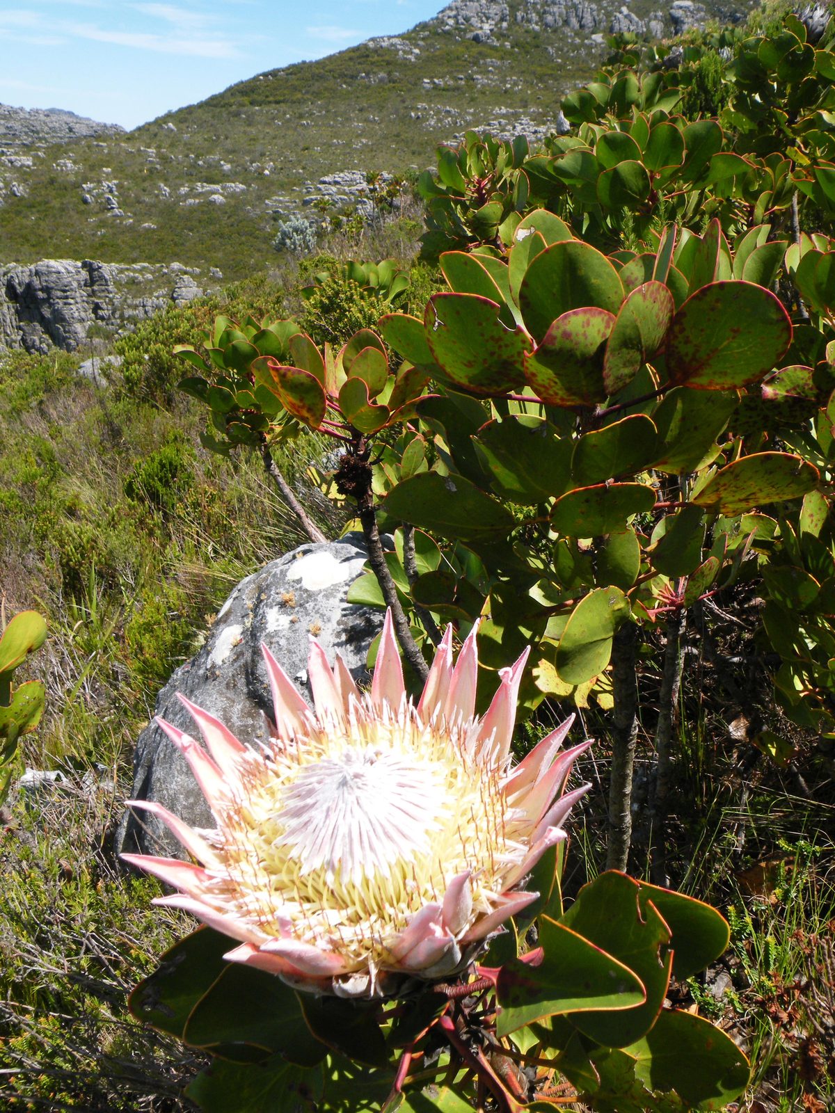 King Protea (Protea cynaroides) plant