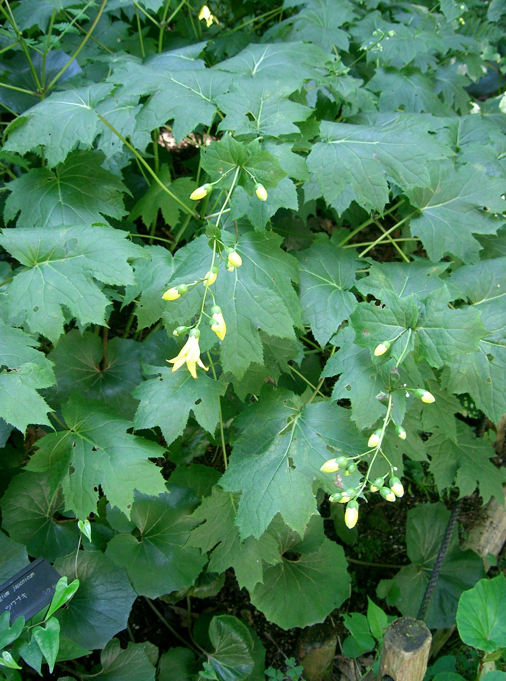 Kirengeshoma (Kirengeshoma palmata) plant