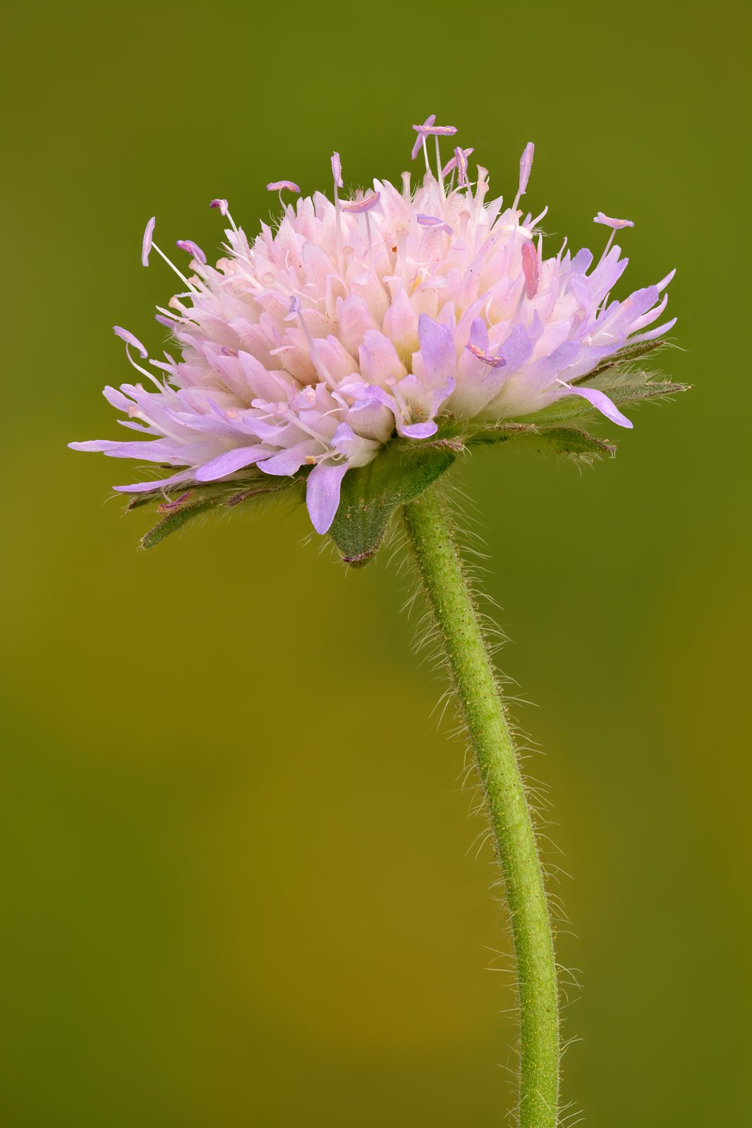 Knautia (Knautia arvensis) plant