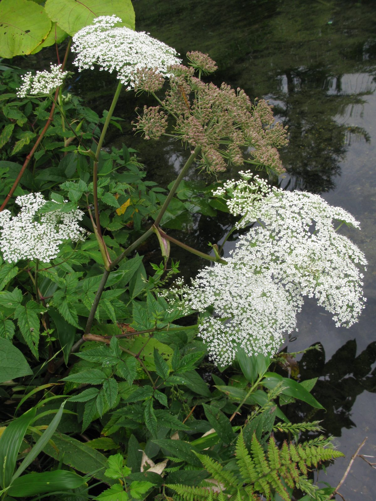 Kneeling Angelica (Angelica genuflexa) plant