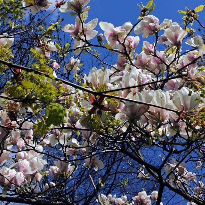 Kobus Magnolia (Magnolia kobus) plant — close-up photo