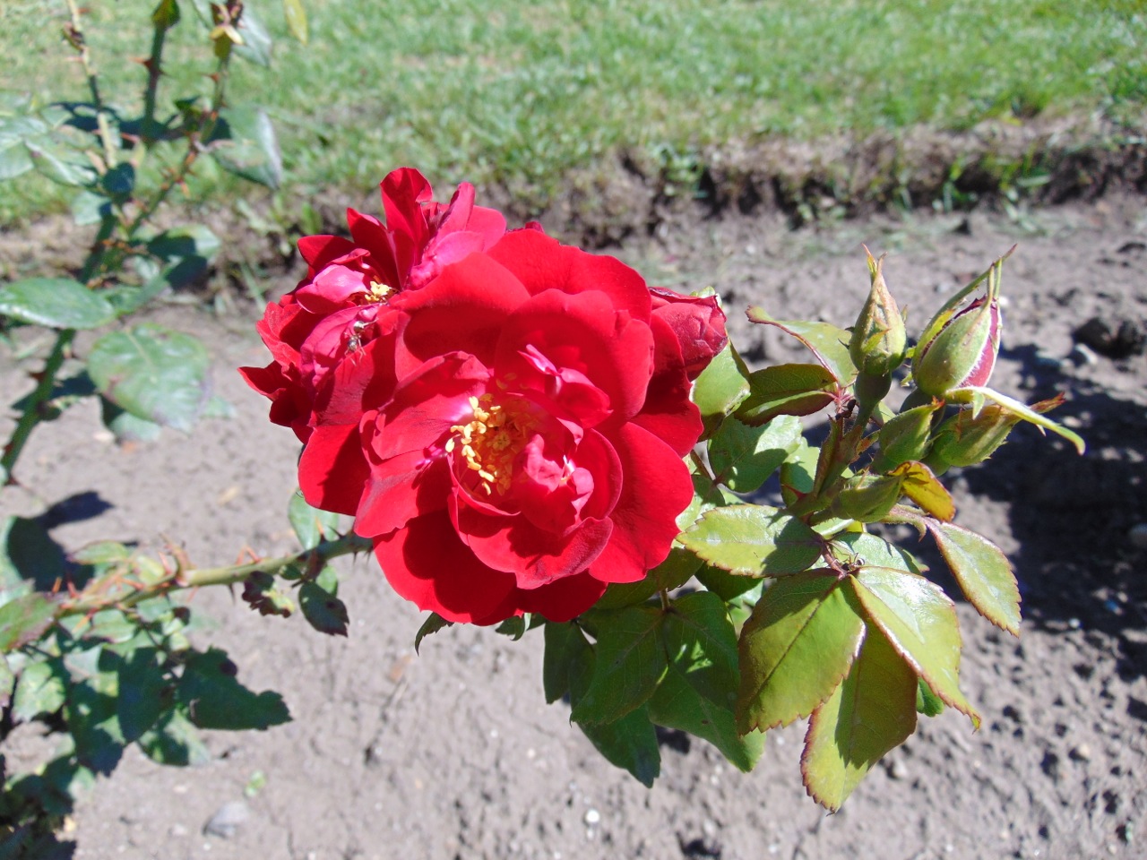 Kordesii Rose (Rosa kordesii) plant