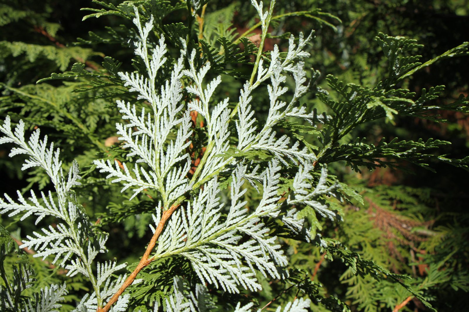 Korean Arborvitae (Thuja koraiensis) plant