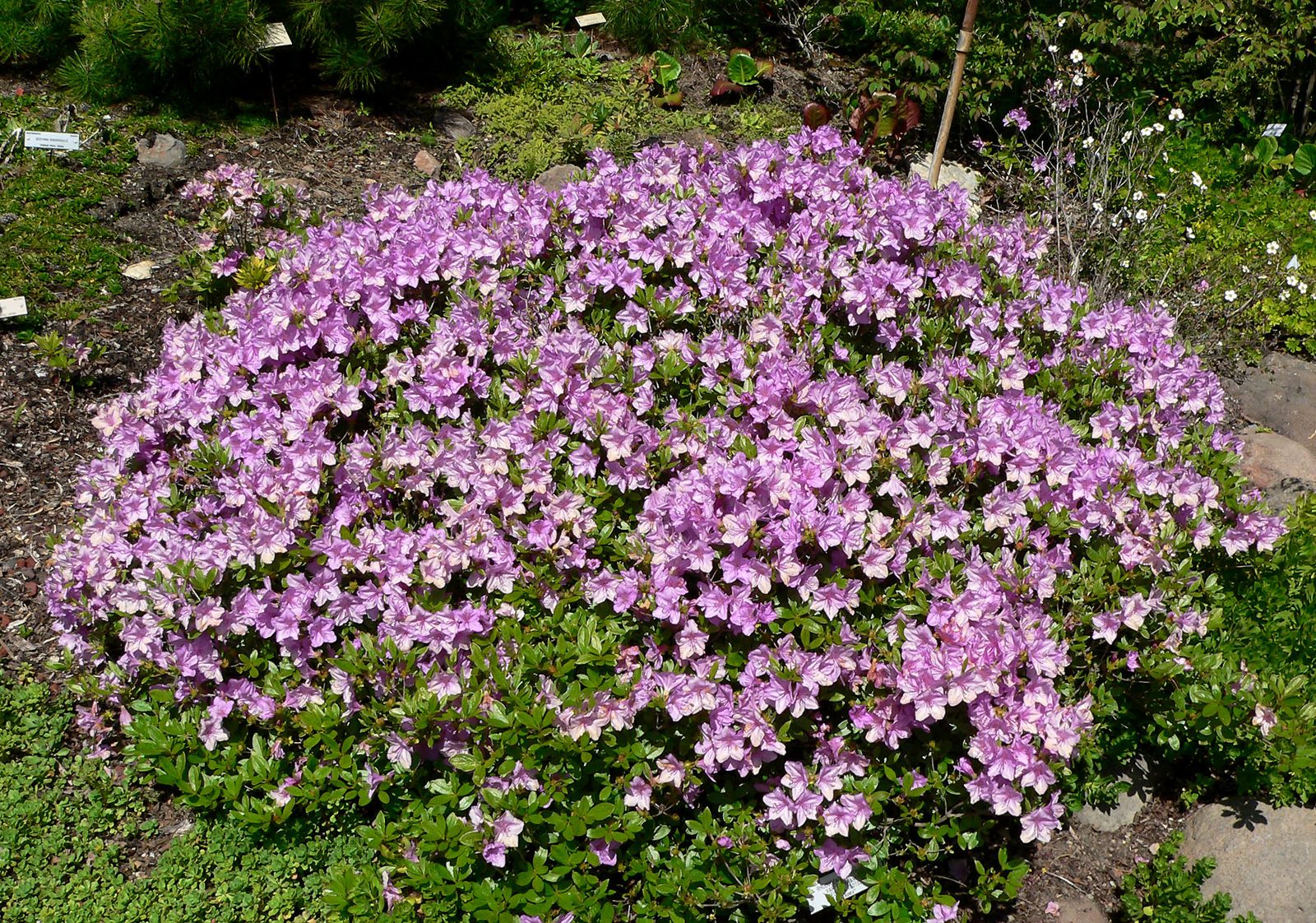 Korean Azalea (Rhododendron yedoense var. poukhanense) plant