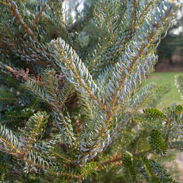 Korean fir (Abies koreana 'Silberlocke') plant — close-up photo