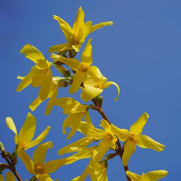 Korean forsythia (Forsythia ovata) plant — close-up photo