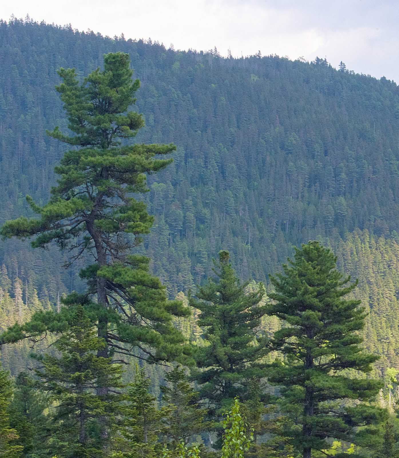 Korean Pine (Pinus koraiensis) plant