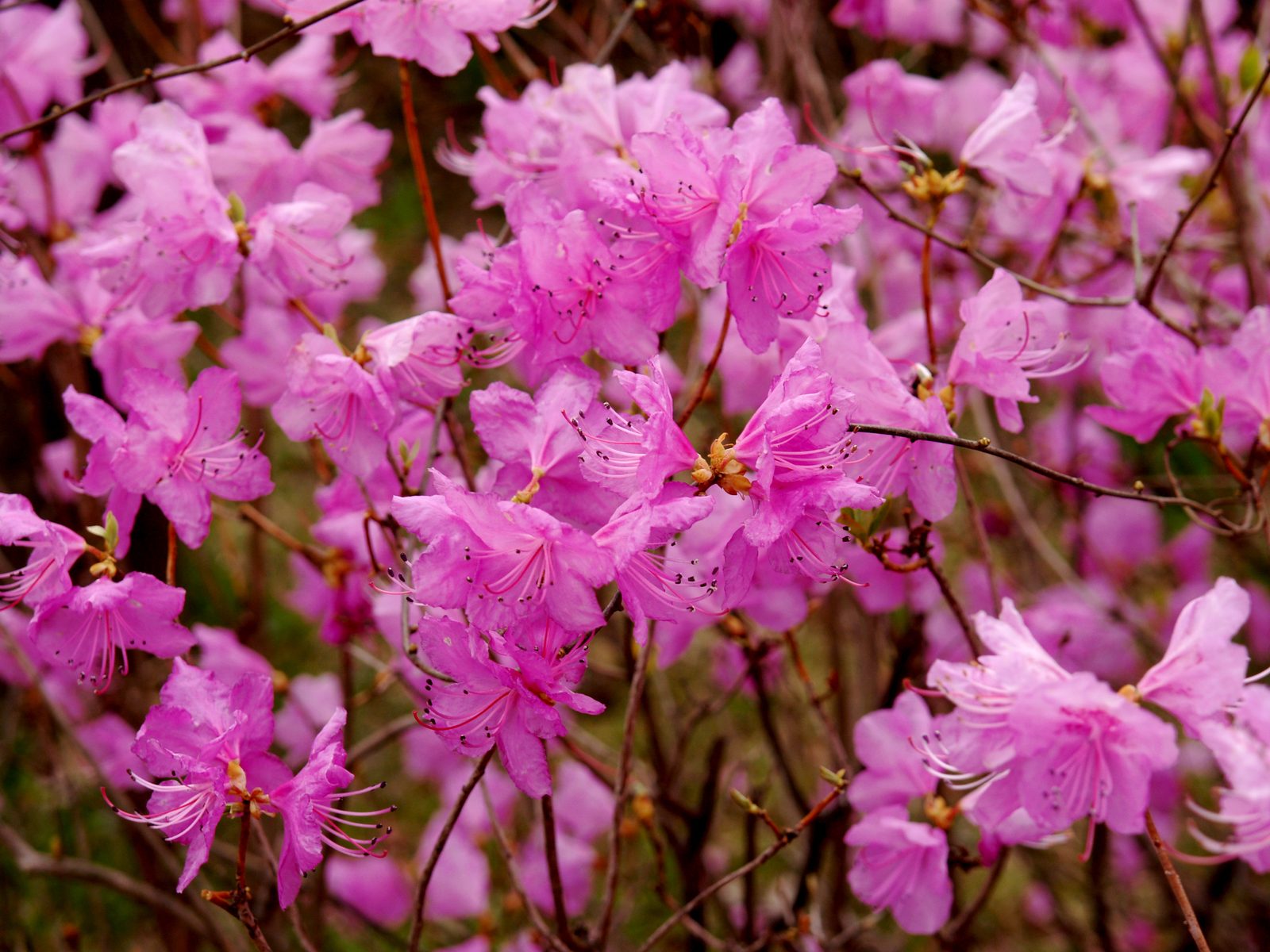 Korean Rhododendron (Rhododendron mucronulatum) plant