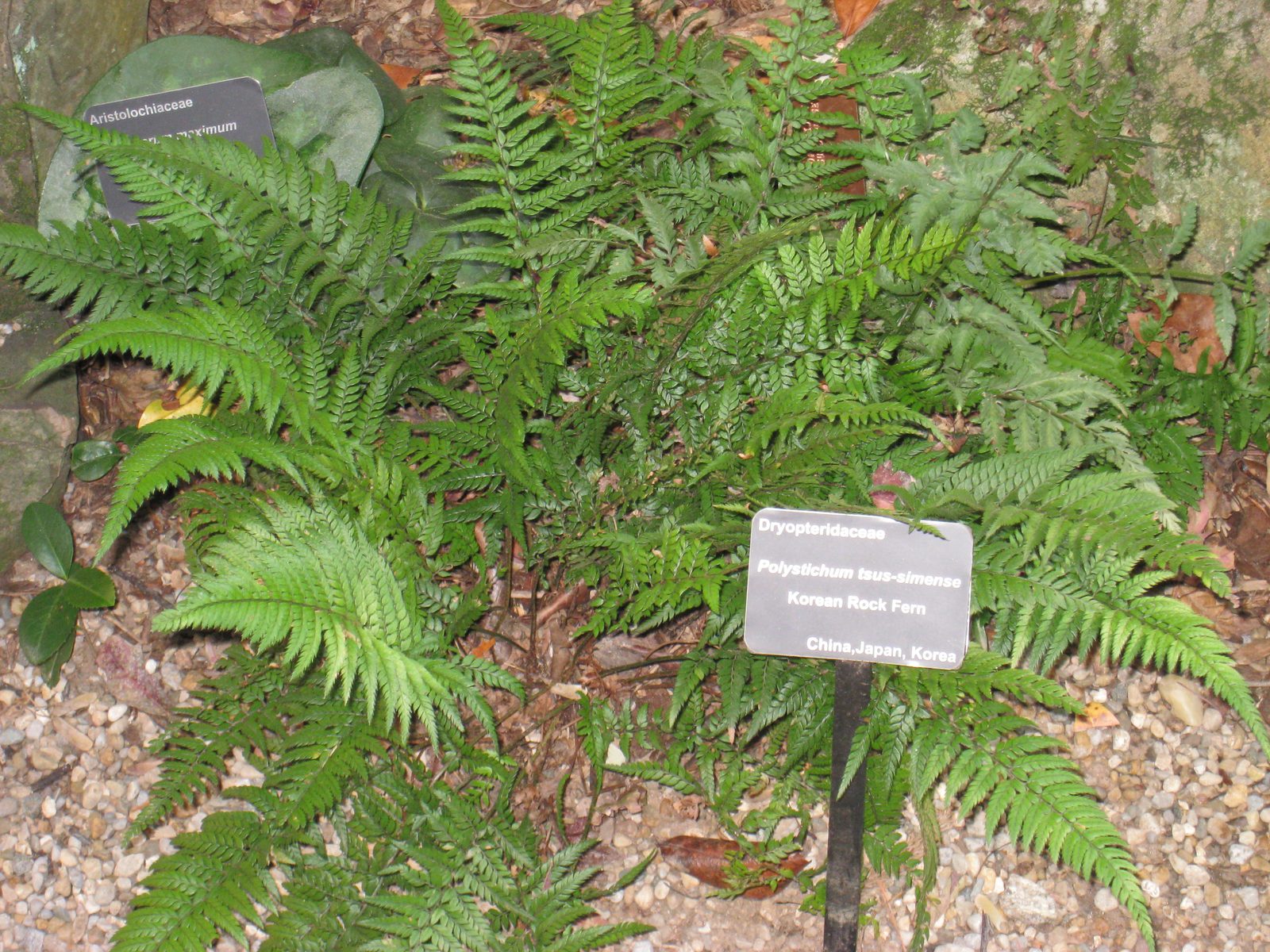 Korean Rock Fern (Polystichum tsus-simense) plant