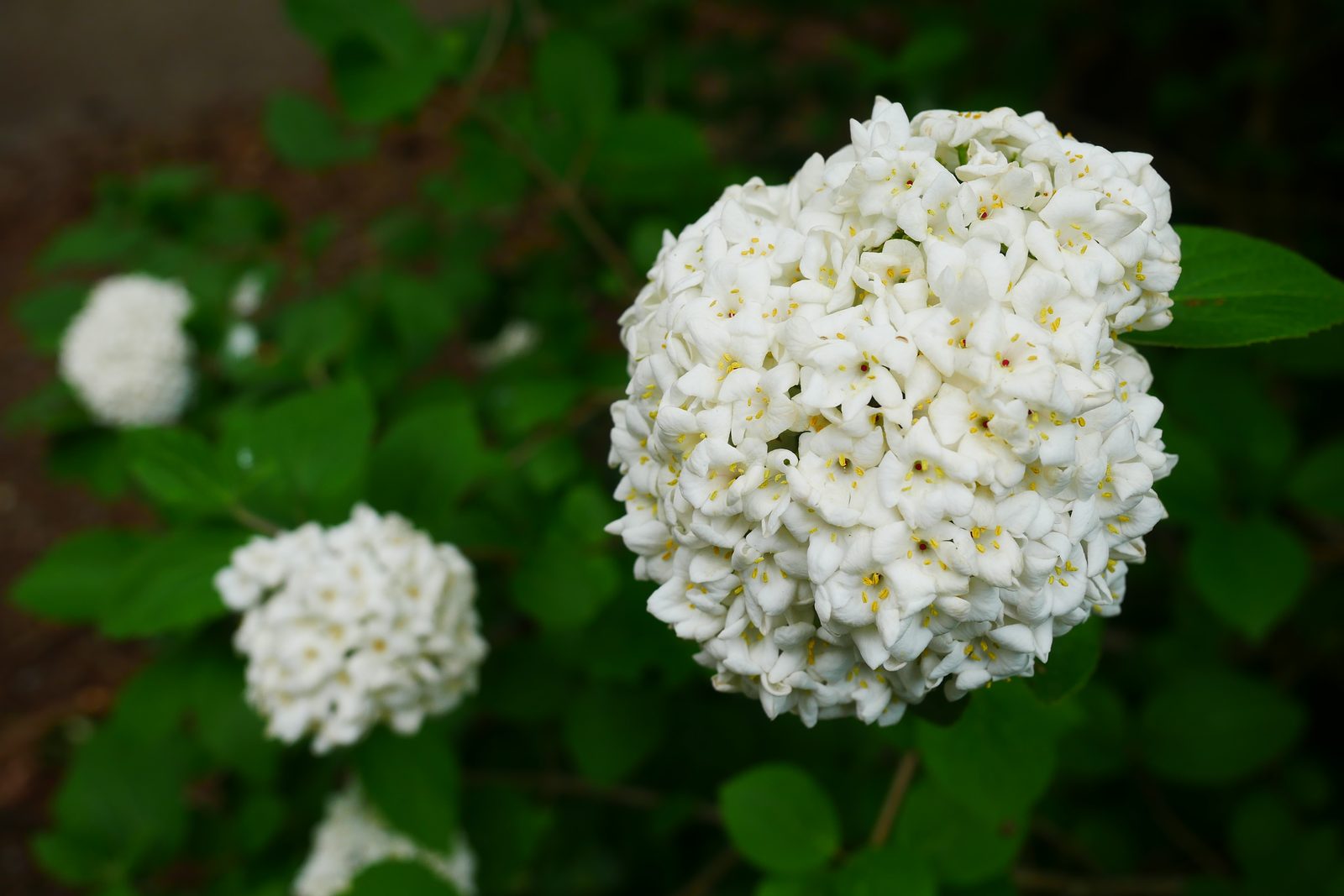 Koreanspice Viburnum (Viburnum carlesii) plant