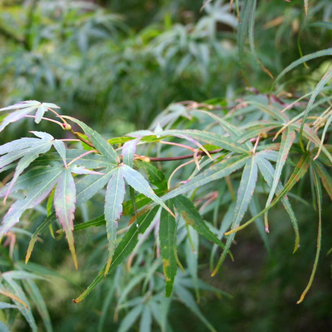 Koto No Ito Japanese Maple (Acer palmatum 'Koto No Ito') plant — close-up photo
